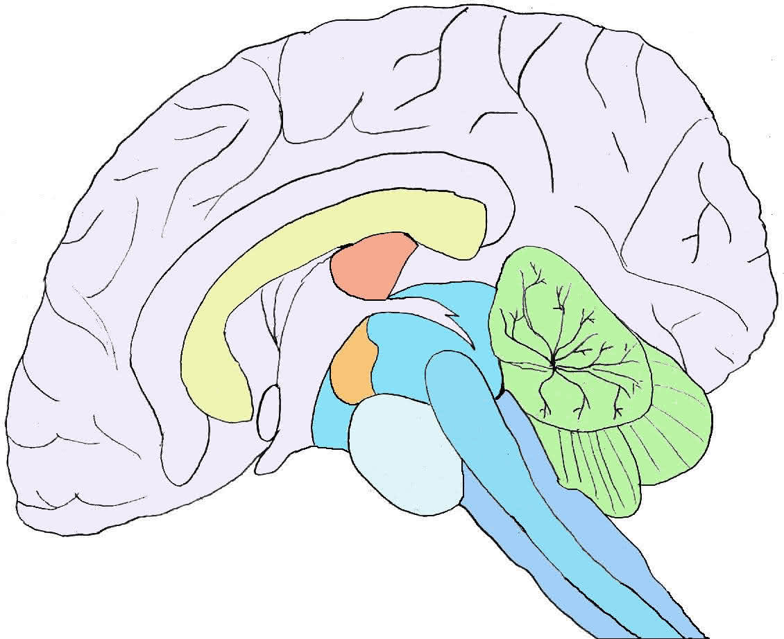 Aufbau des Gehirns im Längsschnitt