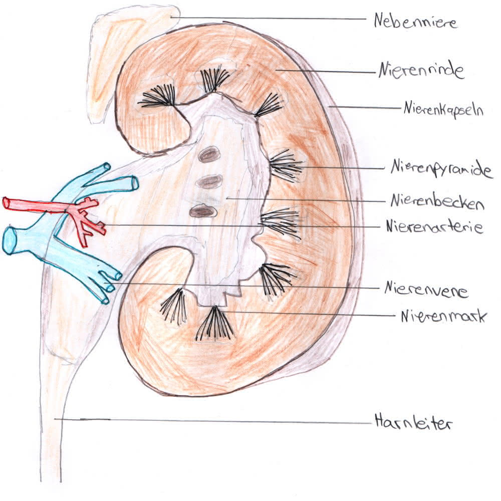 Querschnitt durch die menschliche Niere (Zeichnung)