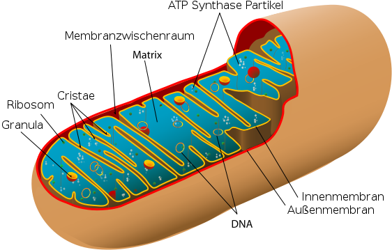 Das Mitochondrium