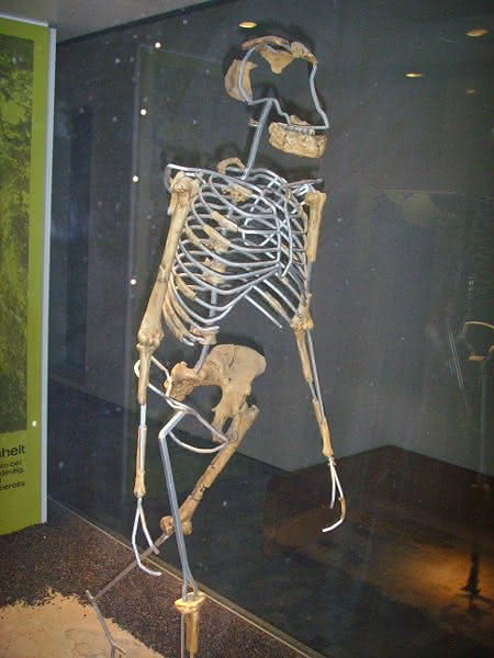 Lucy, Skelettnachbildung
