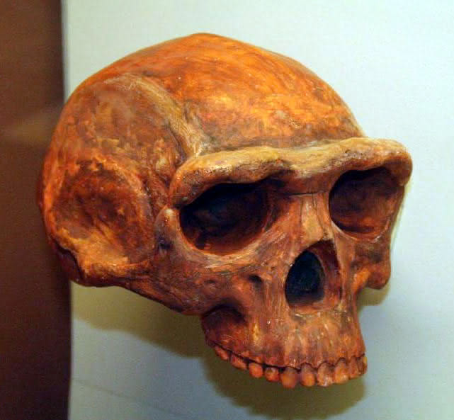 Homo Erectus - Rekonstruktion Gesicht