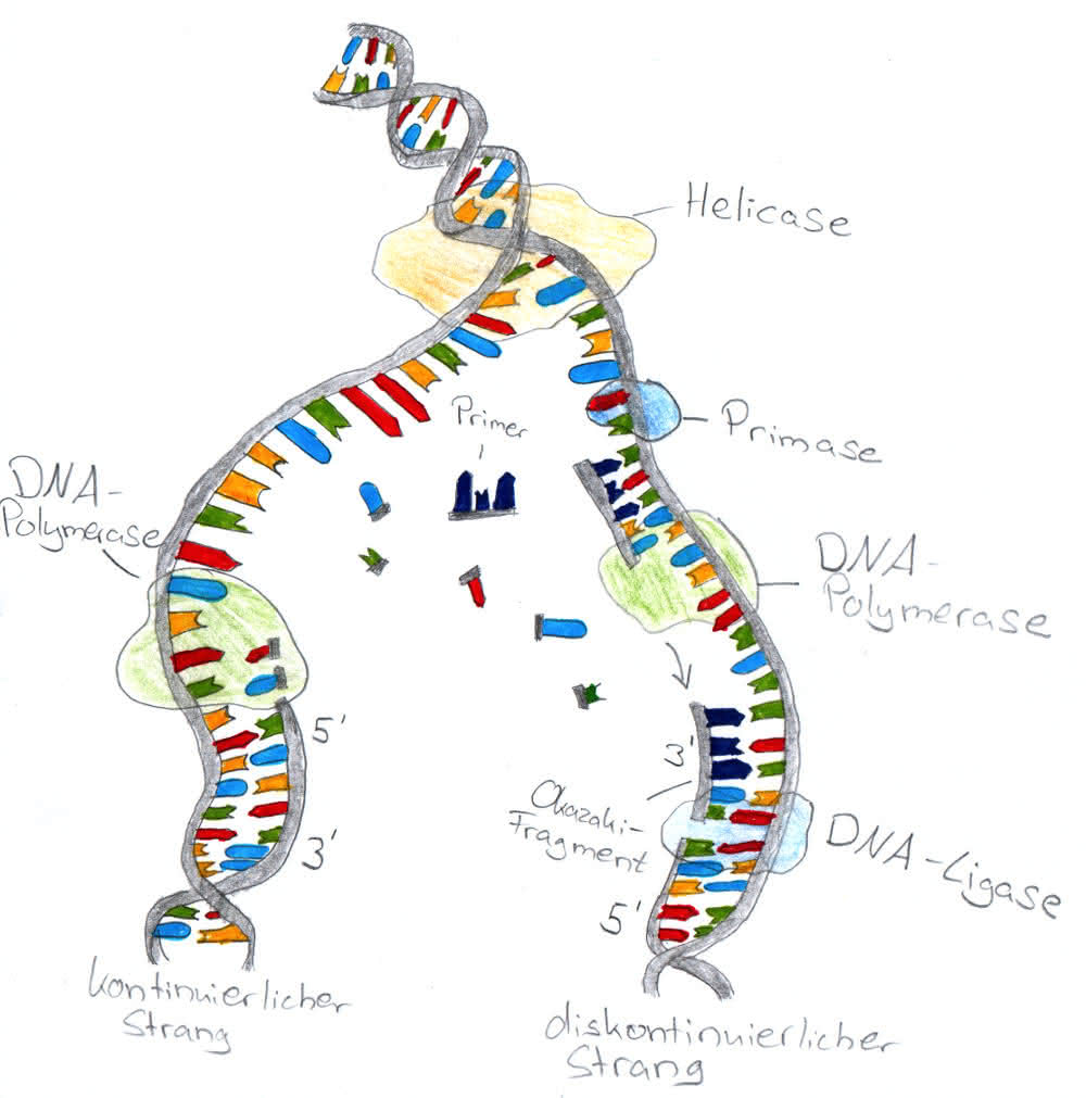 Replikation des Erbguts, DNA