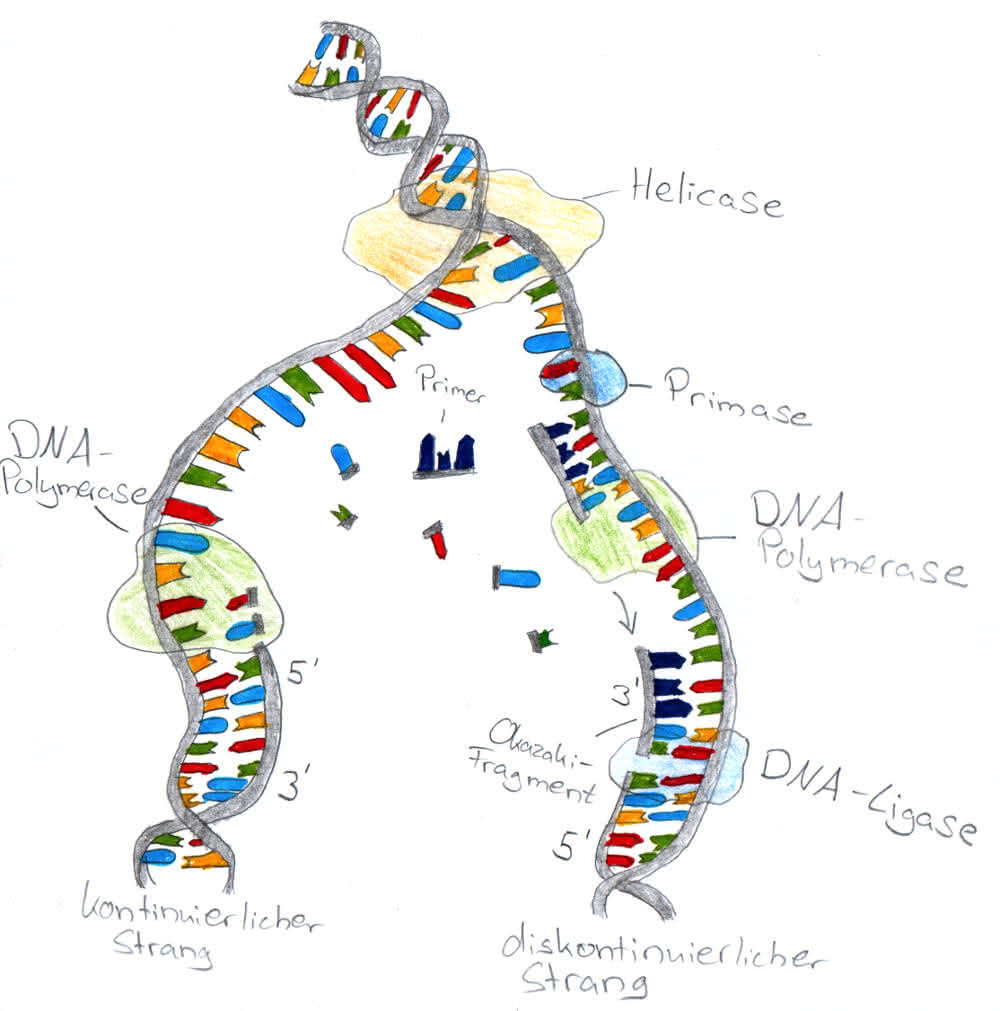 Genetik: DNA-Replikation