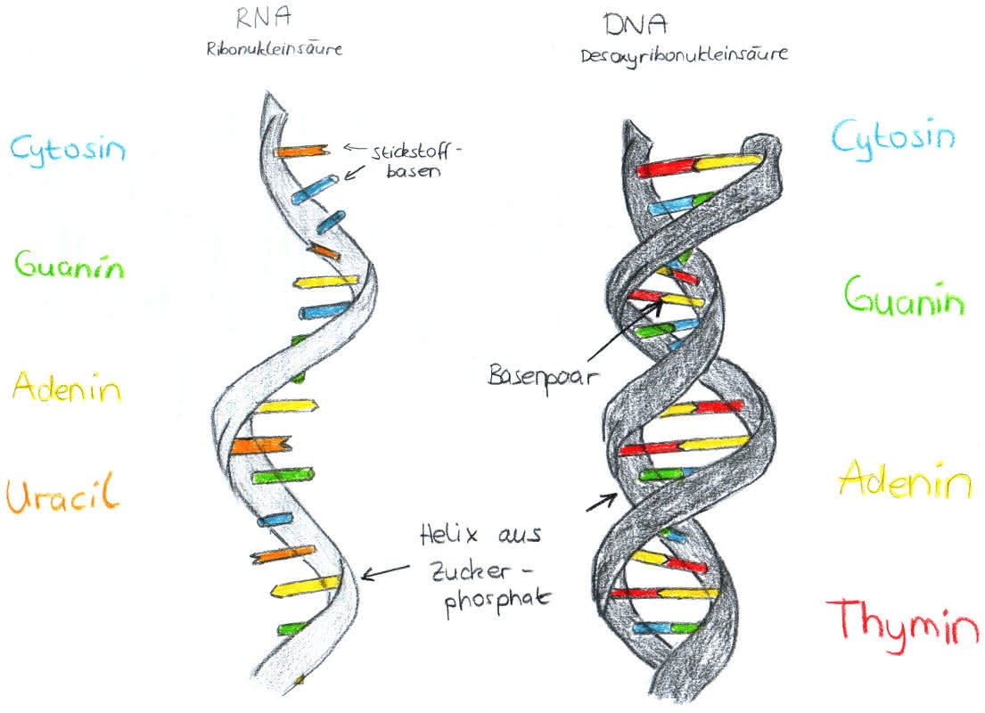 RNA und DNA im Vergleich
