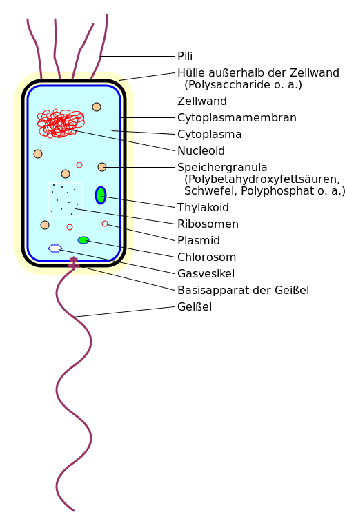 Aufbau eines Bakteriums