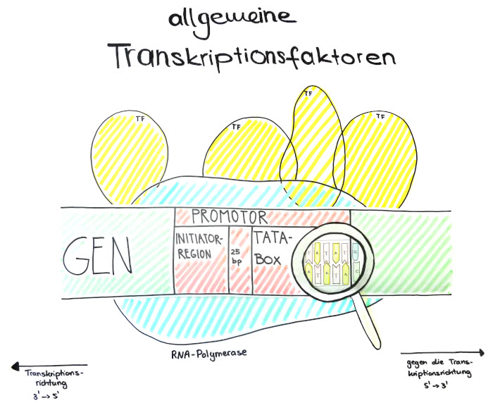Allgemeine Transcriptionsfaktoren- Skizze