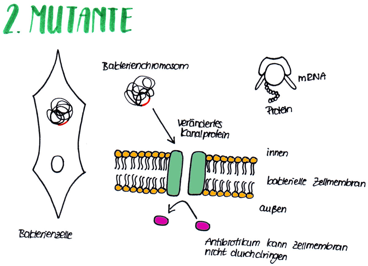 Antibiotikaresistenz - Mutationstyp 2 - Bakterie kann Proteinbiosynthese durchführen und sich vermehren
