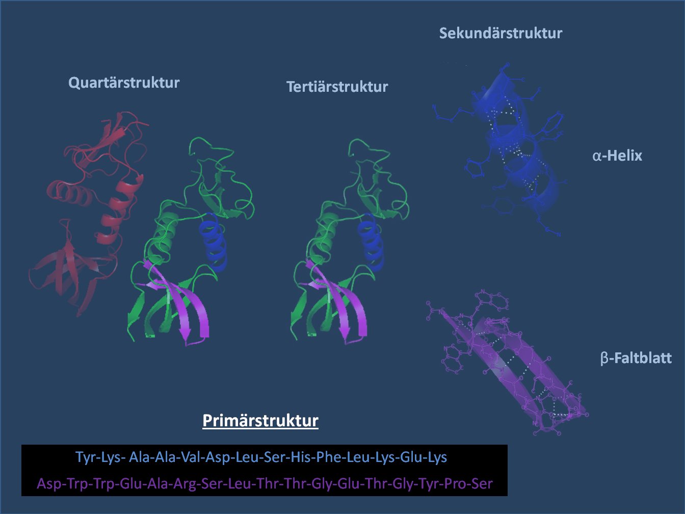 Protein Strukturen - Wikipedia