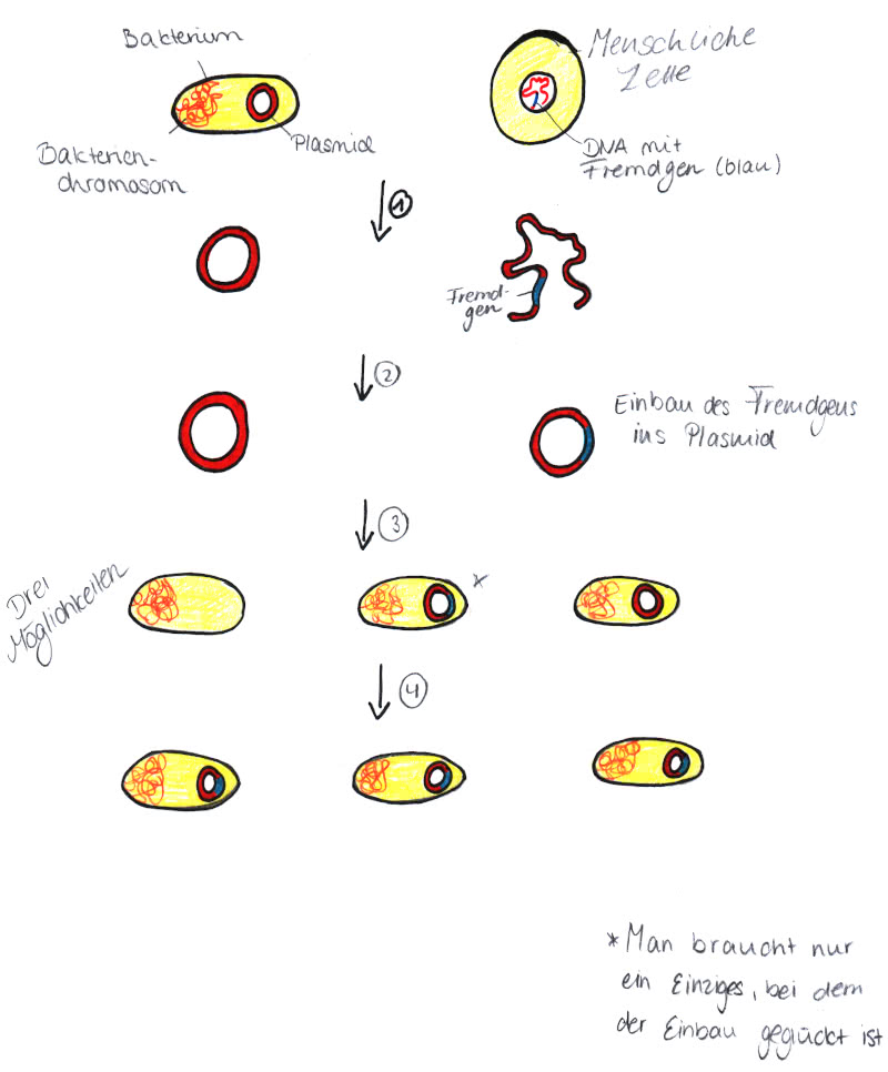 Plasimideinbau - Rekombination bei Bakterien