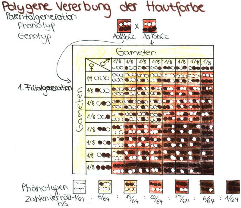 Polygene Vererbung - nach Mendel