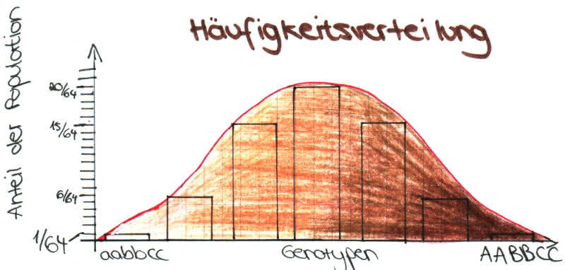 Polygene Vererbung - statistische Normalverteilung