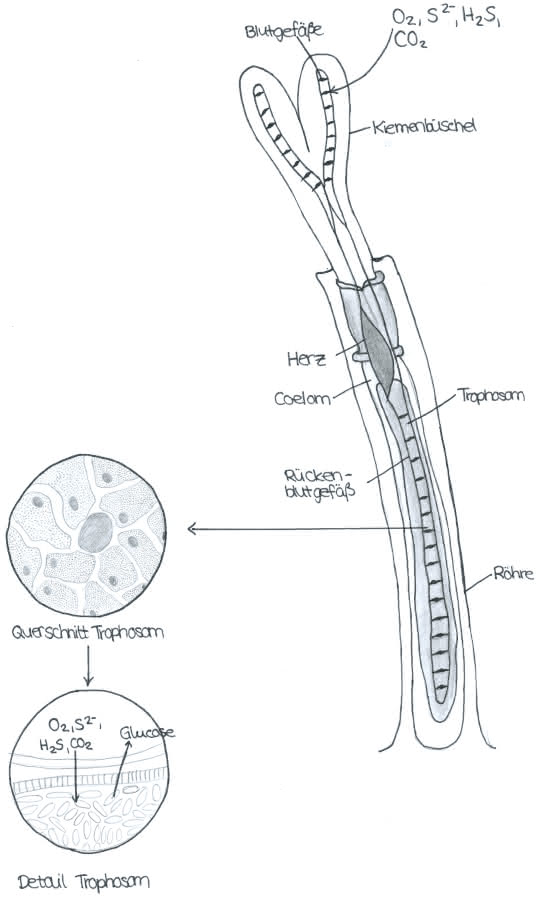 Röhrenwurm mit Trophosom