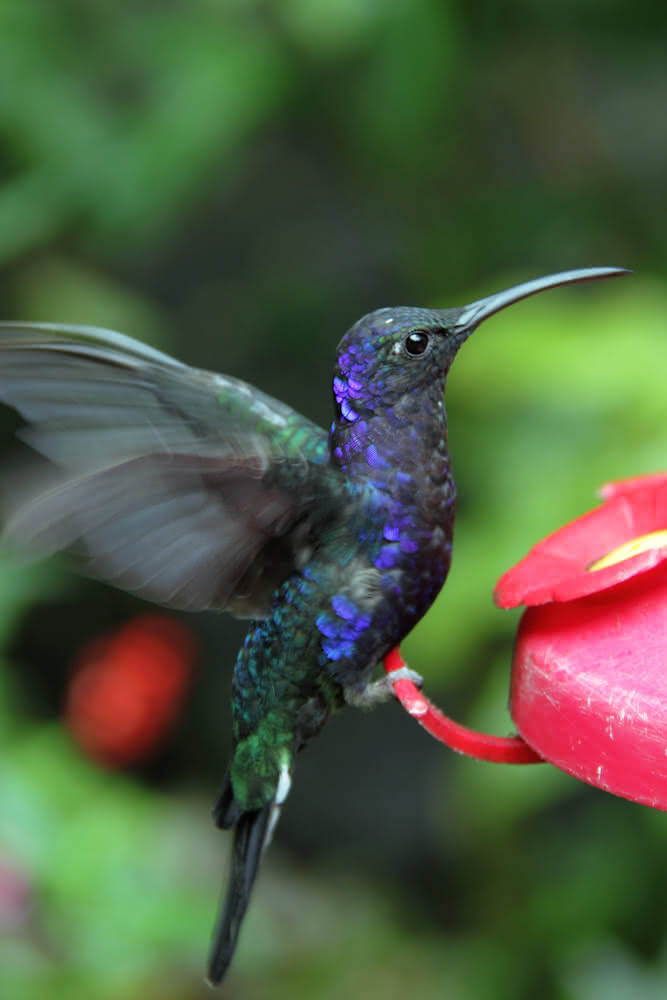 tropischer Regenwald: Kolibri