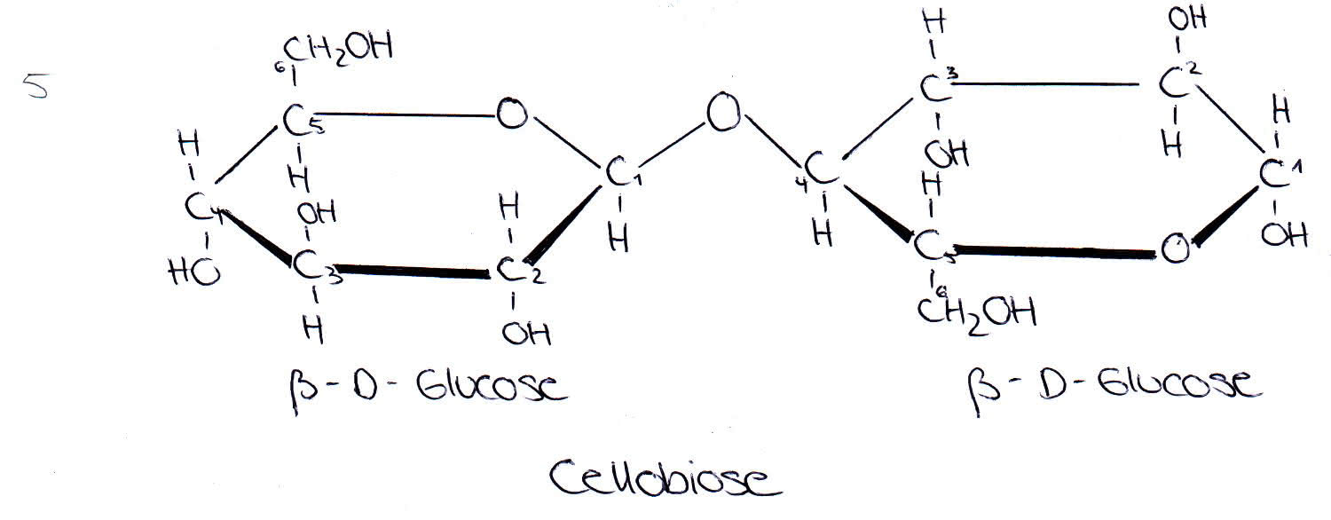 Disaccharide: Cellobiose