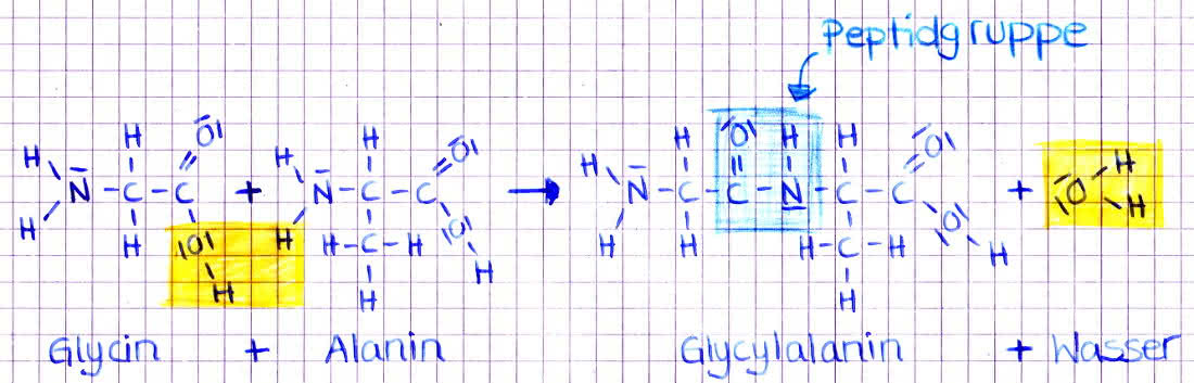 Peptidbindung ALanin und Glycin zur Bildung von Glycylalanin