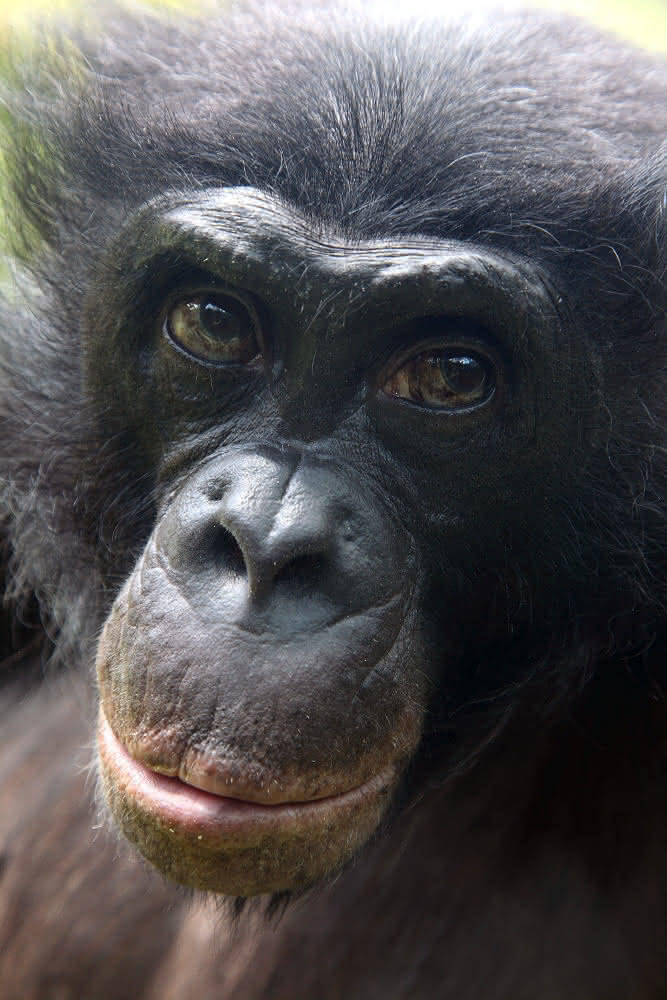 Zwergschimpanse - Bonobo