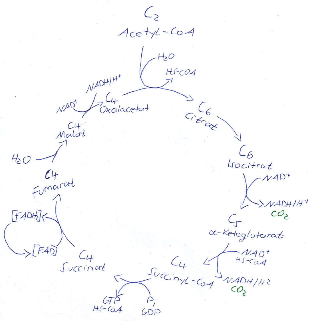 Citratzyklus - Krebs-zyklus - Zitronensäurezyklus - Tricarbonsäurezyklus