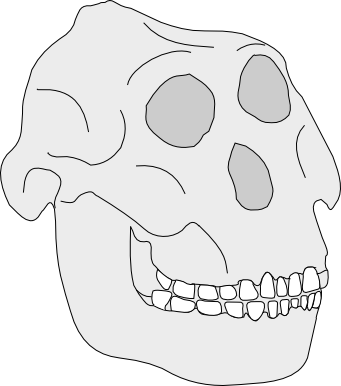 Schädel des Australopithecus