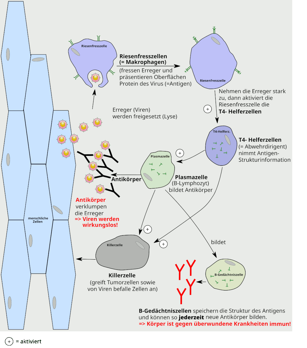 Spezifische Immunabwehr von SARS-CoV-2