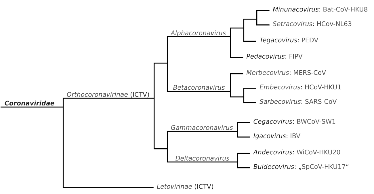 Stammbaum der Coronaviren