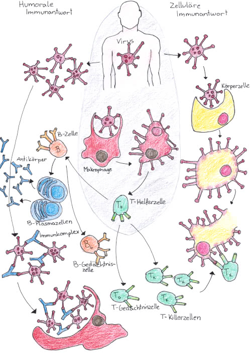 Zelluläre Faktoren der Immunabwehr
